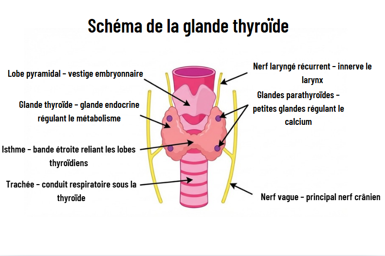 Chirurgie de la thyroïde à Al Hoceima par le Dr. YASSINE Mohamed - Schéma anatomique détaillé de la glande thyroïde Chirurgie de la thyroïde à Al Hoceima par le Dr. YASSINE Mohamed - Schéma anatomique détaillé de la glande thyroïde