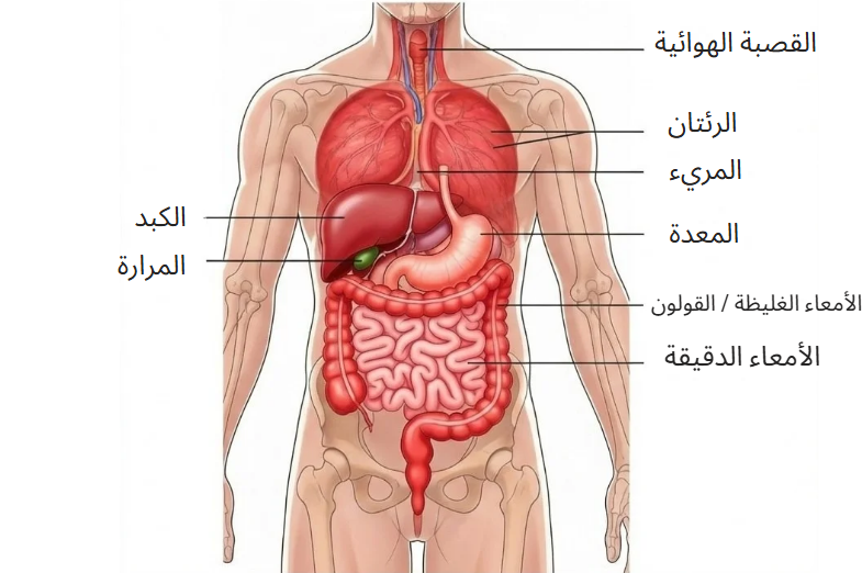 الجراحة العامة وجراحة الجهاز الهضمي الدالجهاز الهضمي عند الإنسان - الجراحة العامة وجراحة الجهاز الهضمي الدكتور ياسين محمد بالحسيمةكتور ياسين طنجة
