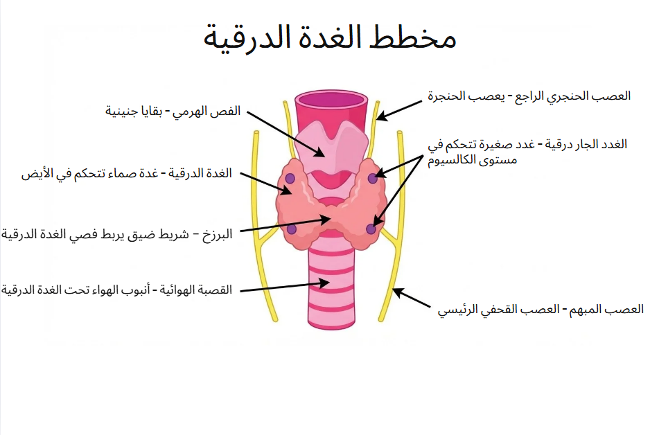 جراحة الغدة الدرقية في الحسيمة مع الدكتور ياسين محمد - مخطط تشريحي مفصل للغدة الدرقية والغدد الجار درقية